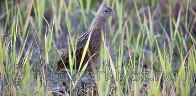 BB 11 0327 / Crex crex / åkerrikse